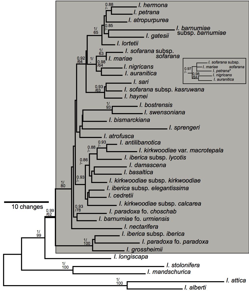Phylogeny section Oncocyclus