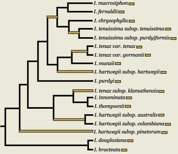Research from Carol A. Wilson,  2003.  Phylogenetic relationships in Iris series Californicae based on ITS sequences of nuclear ribosomal DNA.  Systematic Botany 28: 39-46.