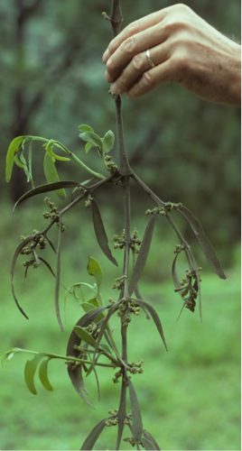Phoradendron longifolium
